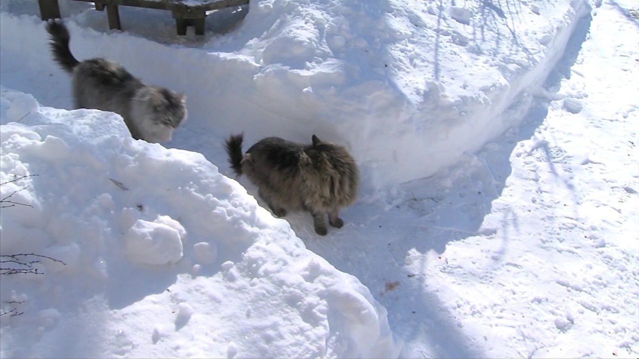 Pet safety in cold weather 1.jpg
